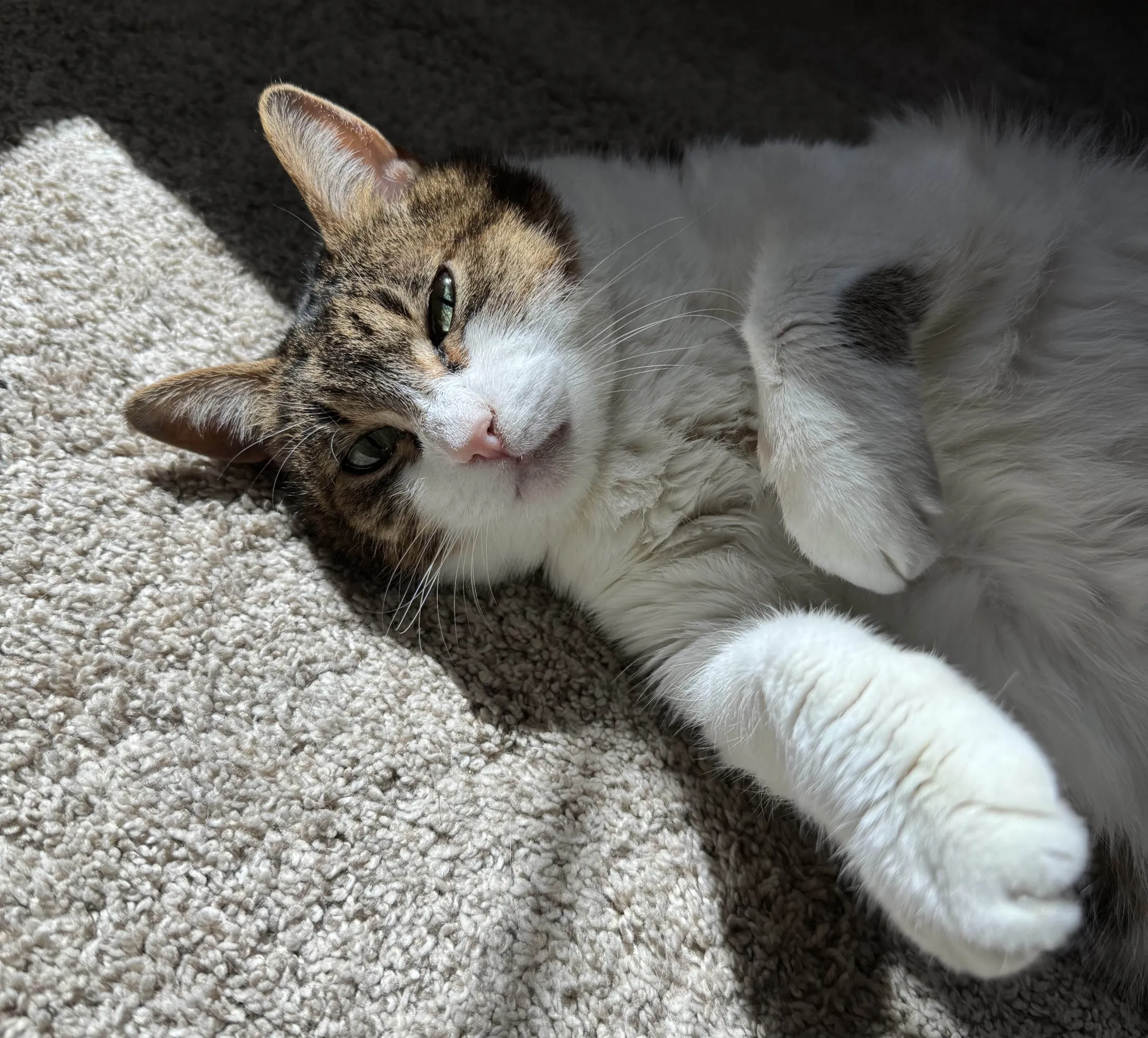 Adorable calico cat laying on the floor, basking in the sunlight from the window. She's laying on her side with her paws out and looking at you relaxedly, waiting for belly rubs.